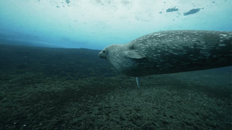 Antarctica in a Warming World still