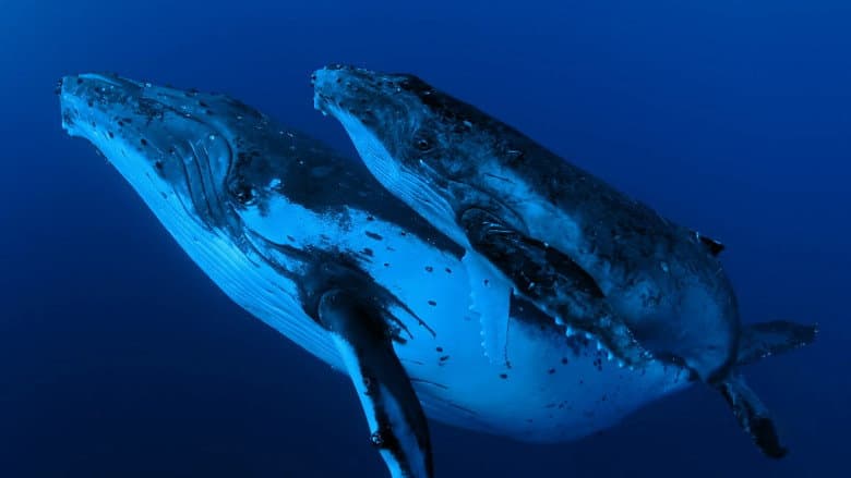 Whale Wisdom still