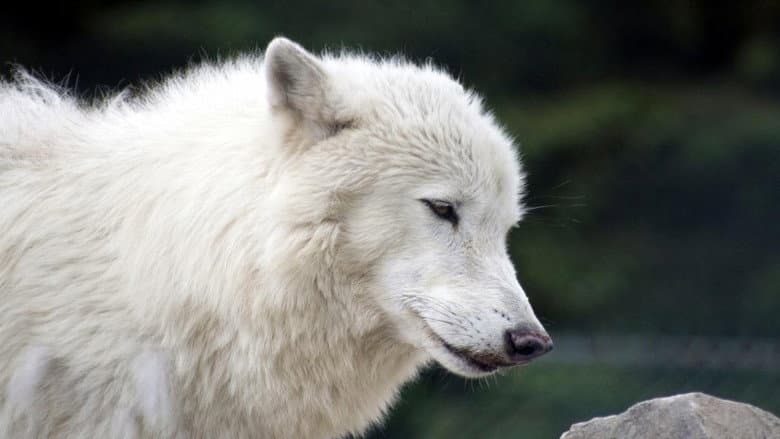 White Wolves - A Cry in the Wild II still