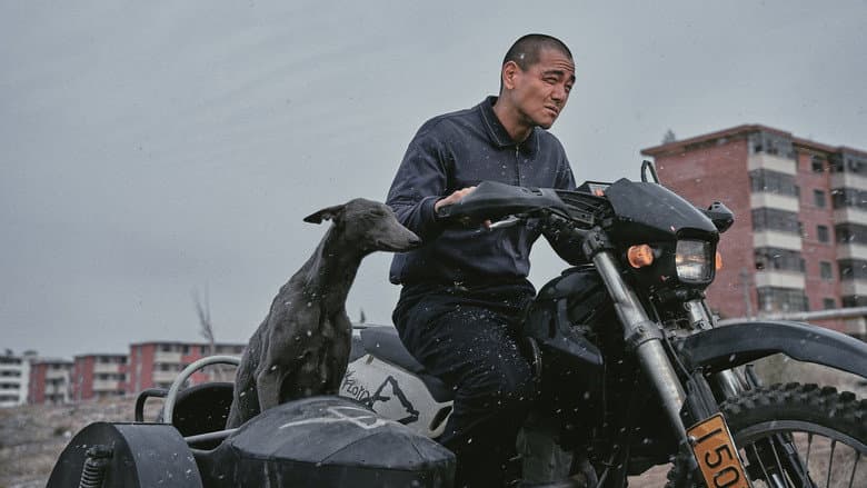 Black Dog still