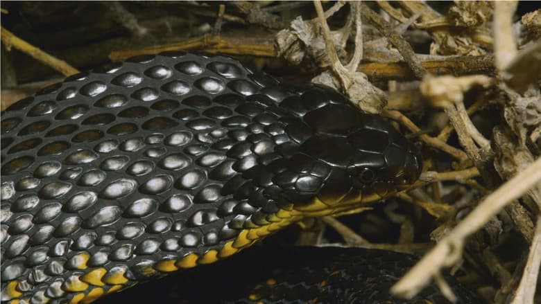 Snake Island: Wild & Deadly still
