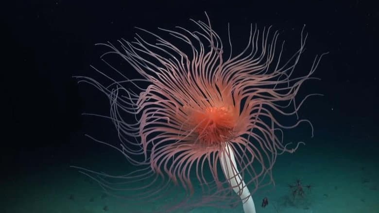 Deep sea exploration : the last frontiers on Earth still
