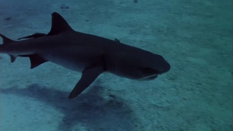 Sharks' Treasure still