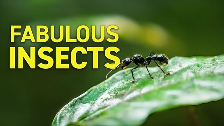 Fabulous Insects - Ants still