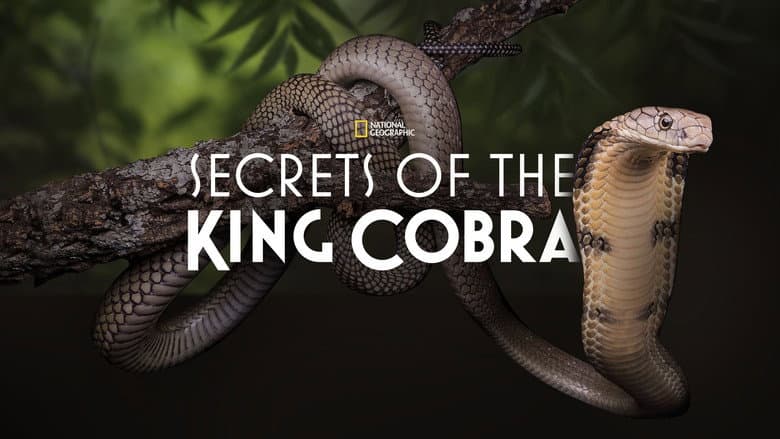 Secrets of the King Cobra still