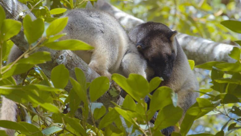 Tree Kangaroos: Ghosts of the Forest still