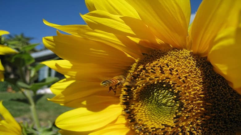 Queen of the Sun: What Are the Bees Telling Us? still