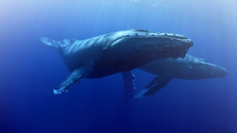 Whale Wisdom still