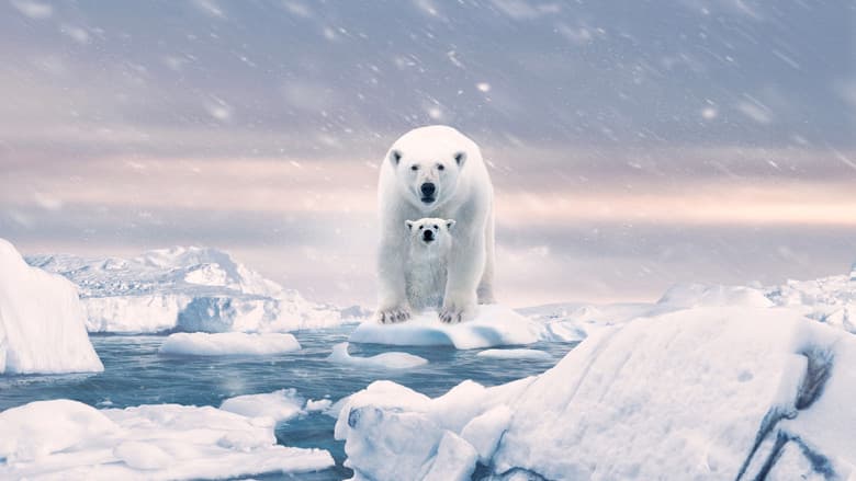 Polar Bear still