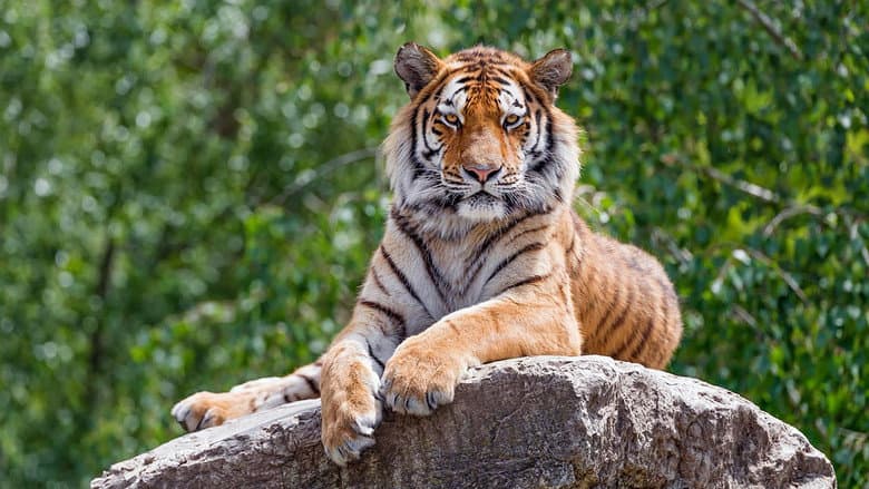 Siberian Tiger, The Secret Kingdom still