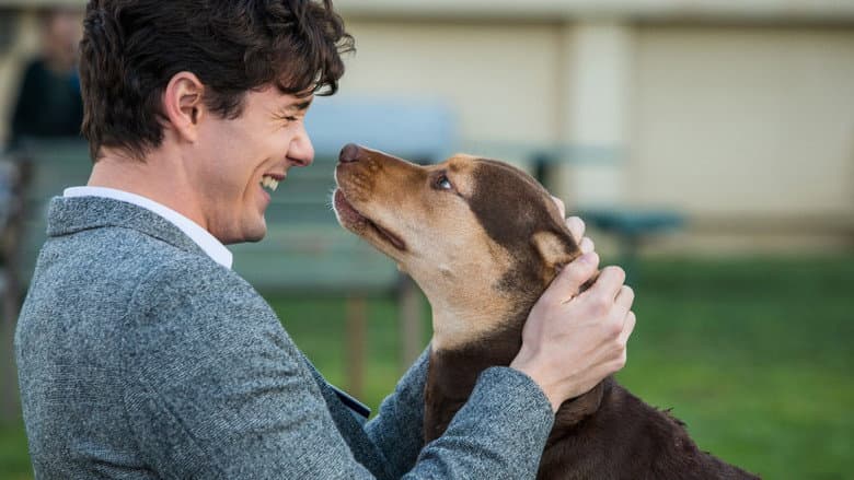 A Dog's Way Home still