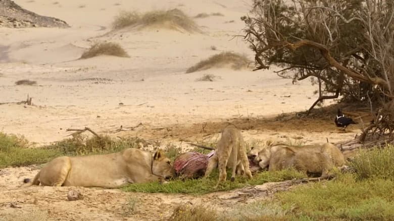 Desert Lions of the Namib - Departure and Return still