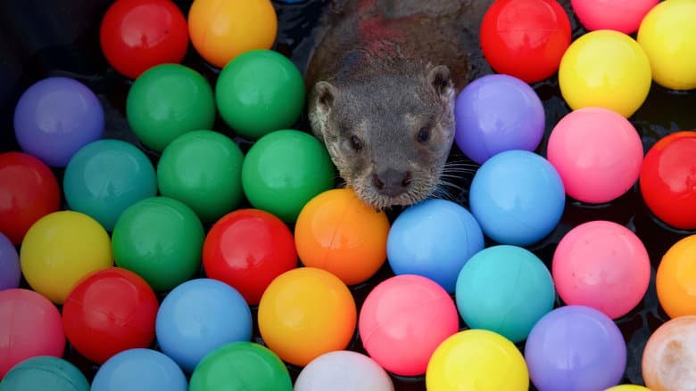 Billy & Molly: An Otter Love Story still