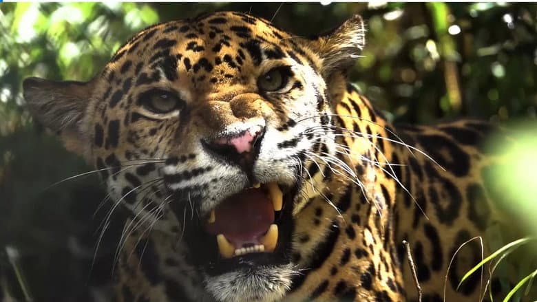 Expedition Artenschutz - Auf der Spur des Jaguars still