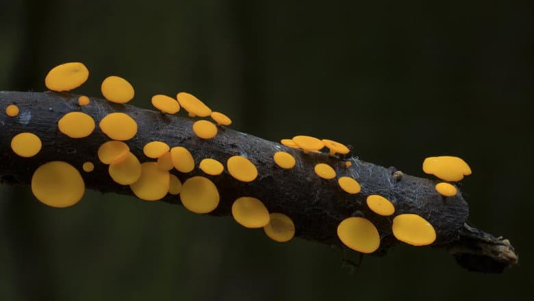 The Kingdom: How Fungi Made Our World still