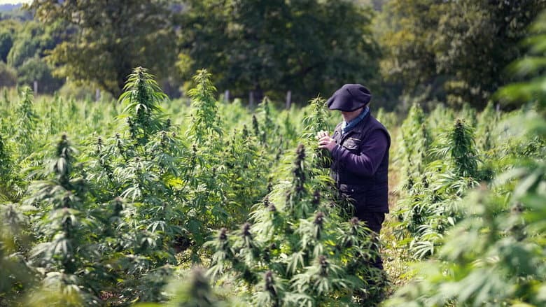 Cannabis, un paradoxe français still