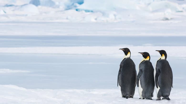 Antarctica, in the footsteps of the Emperor still