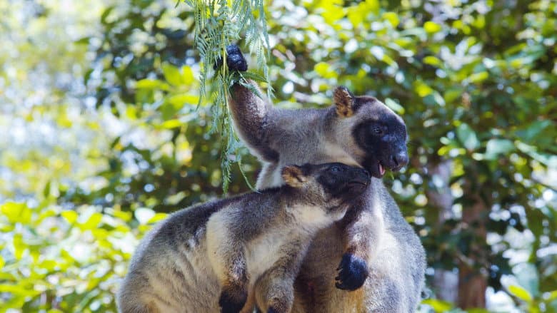 Tree Kangaroos: Ghosts of the Forest still