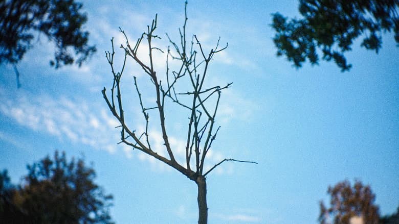 The River of Lethe still