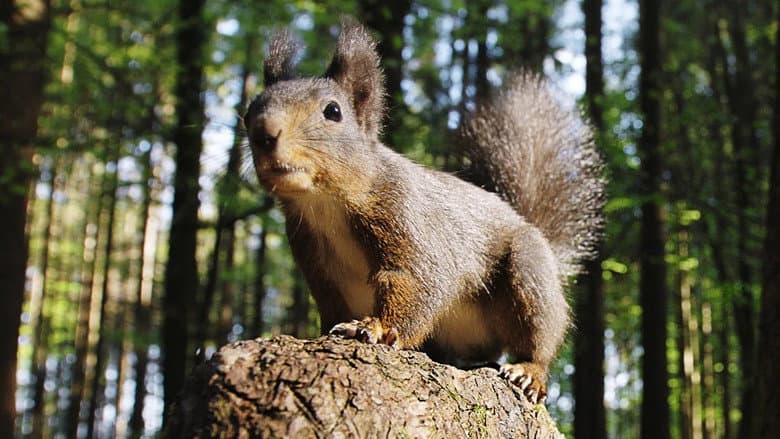 Going Nuts: Tales from the Squirrel World still