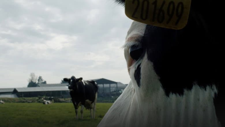 Cow still