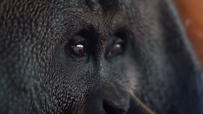 Orang. Utan. still