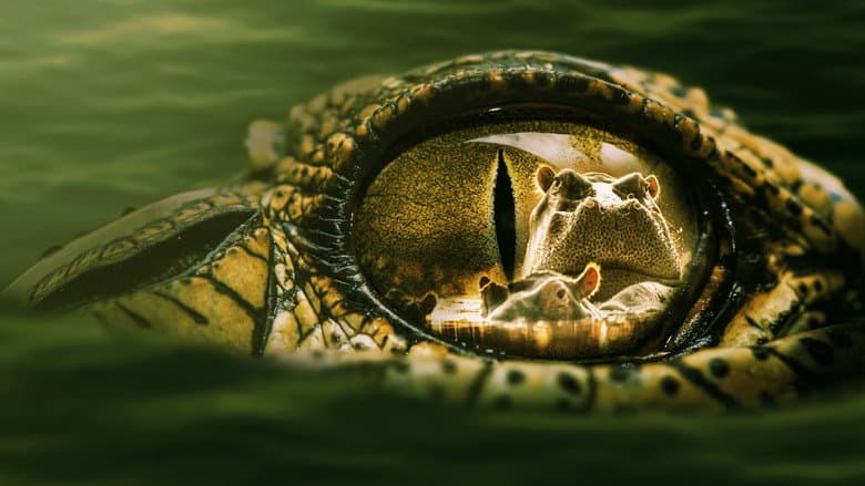 Hippo vs Croc still