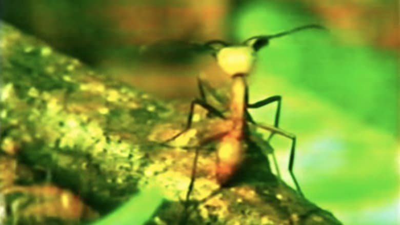 A Thousand Million Million Ants still