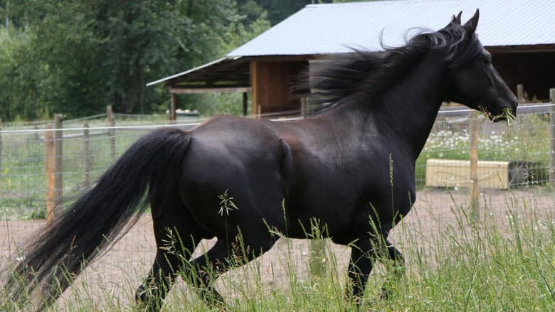 Black Beauty still