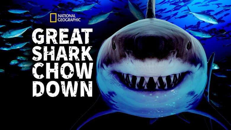 Great Shark Chow Down still