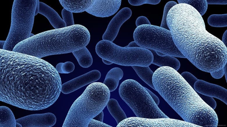 Bacterial World still