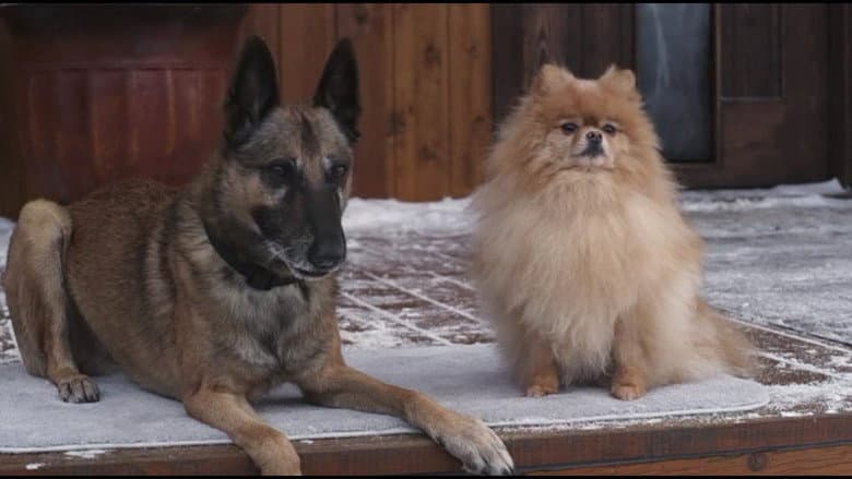 Step Dogs still