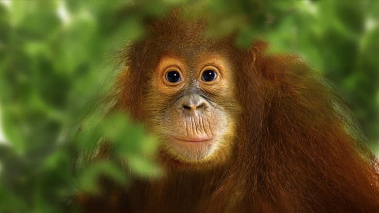 Operation Orangutan still