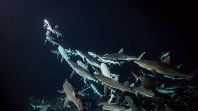 700 Sharks still