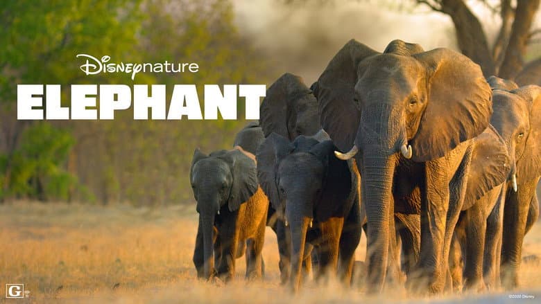 Elephant still