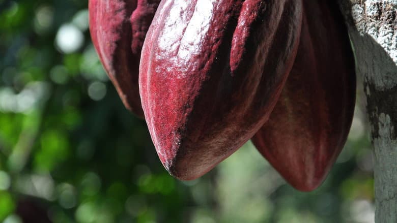The Chocolate Farmer still