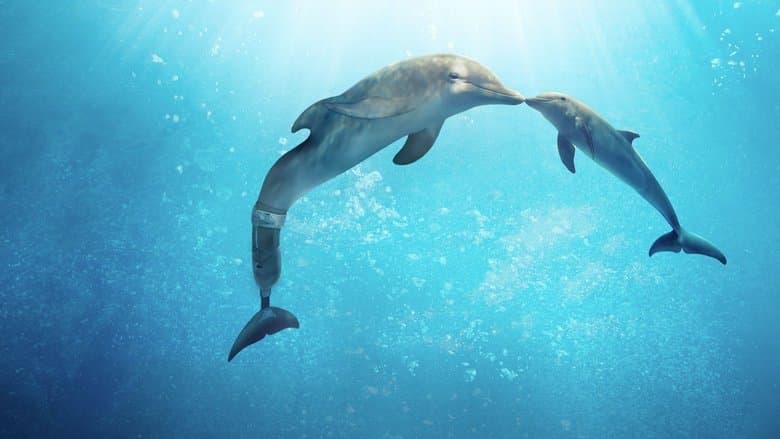 Dolphin Tale 2 still