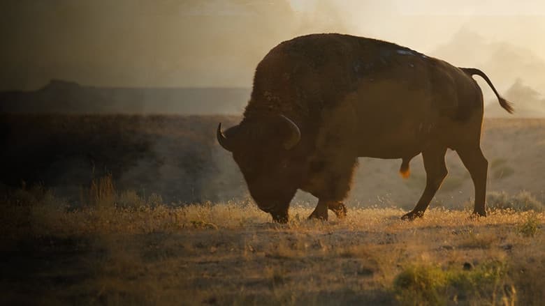 La grande prairie, le pacte du bison still