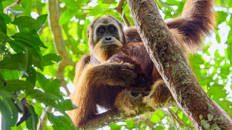 Secret Lives of Orangutans still
