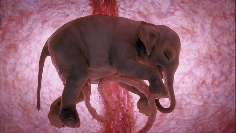 In The Womb: Animals still