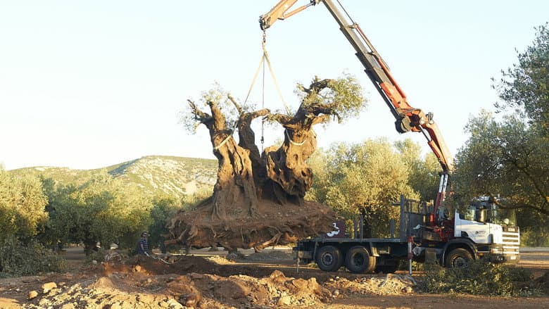 The Olive Tree still