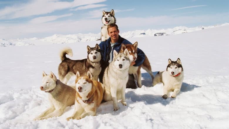 Eight Below still