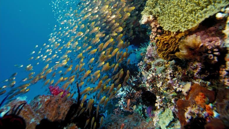 Under the Sea 3D still