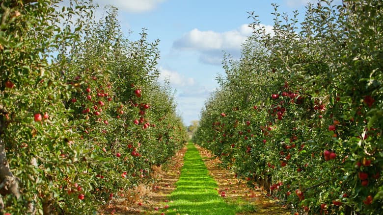 The Apple still