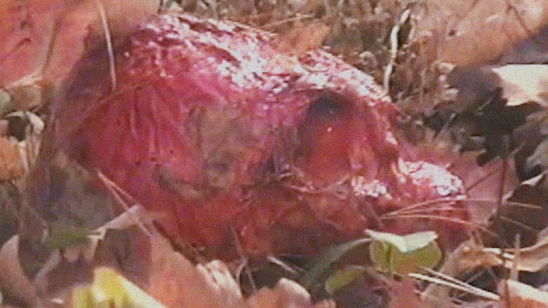 Bonkey: The Mutated still