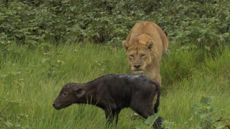 Big Cat Odyssey: Revealed still