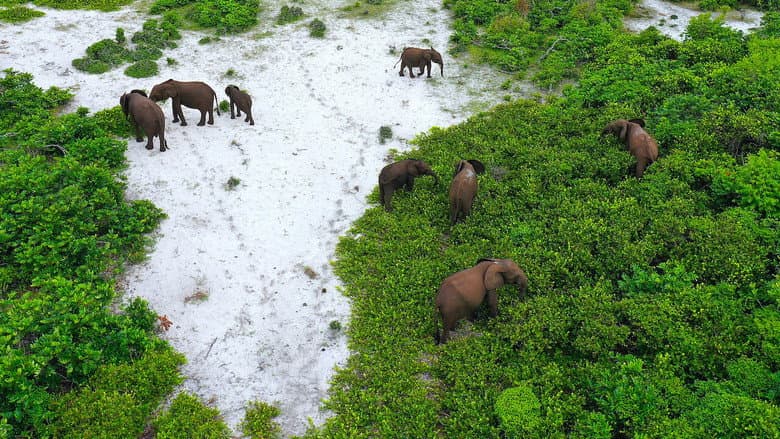 Rainforest First: Climate Protection in Central Africa still