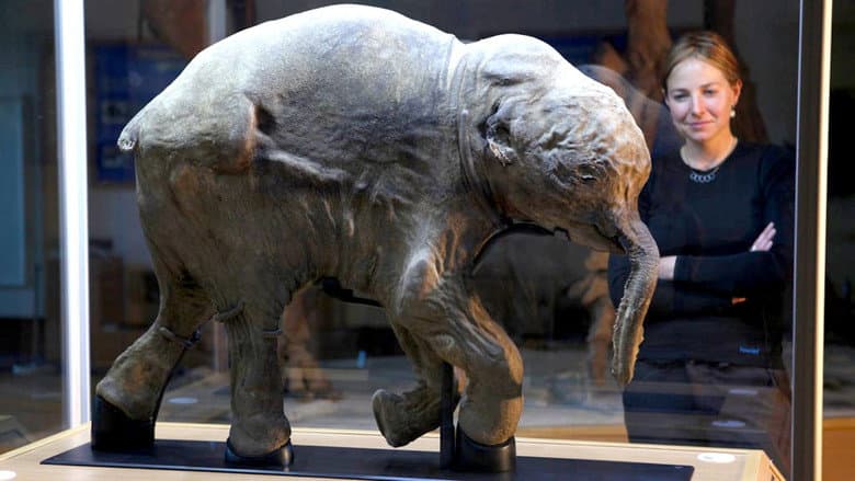 Woolly Mammoth: Secrets from the Ice still