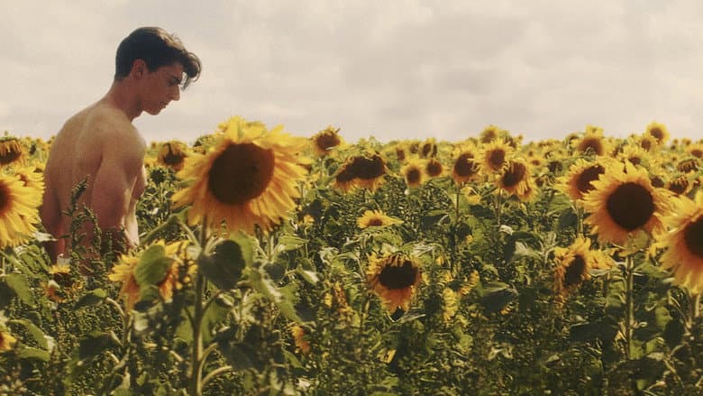 Sunflower still