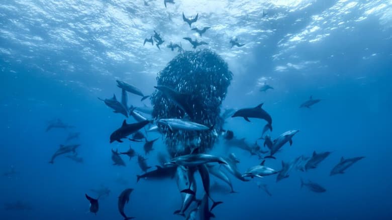 Ocean with David Attenborough still